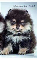 Pomeranian June Notebook Pomeranian Record, Log, Diary, Special Memories, to Do List, Academic Notepad, Scrapbook & More