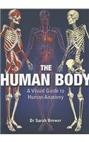 The Human Body
