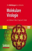 Molekulare Virologie