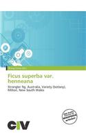 Ficus Superba Var. Henneana: (English)