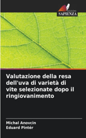 Valutazione della resa dell'uva di varietà di vite selezionate dopo il ringiovanimento