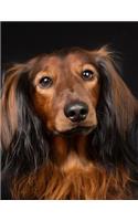 Long-haired Dachshund Notebook: 8.5 x 11, College Ruled, 150 Pages for Elementary, Primary, Middle, High School or University For Doxie Fans