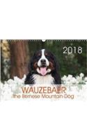 Wauzebaer the Bernese Mountain Dog 2018: Photos of a Bernese Mountain Dog(Calvendo Animals)