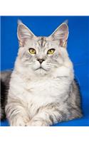 Daily Organizer and Planner: Maine Coon Cat