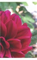 Red Dahlia