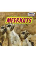 Meerkats