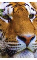 Tiger Watching Notebook: (20 Wildlife 150 Lined)