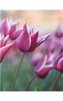 Tulips Notebook Large Size 8.5 x 11 Ruled 150 Pages