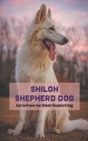 Shiloh Shepherd Dog