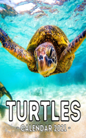 Turtles Calendar 2021: 16-Month Calendar, Cute Gift Idea For Turtle Lovers Women & Men