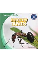 Itty Bitty Ants