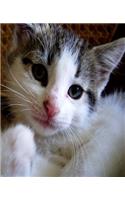 School Composition Book Cute Kitten 200 Pages: (Notebook, Diary, Blank Book)(Pet Photo Composition Notebooks)