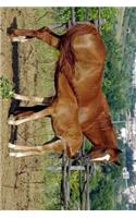 A Chestnut Mare and Feeding Foal Journal: Take Notes, Write Down Memories in this 150 Page Lined Journal
