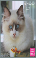 Cute Ragdoll Cat 2022 Calendar