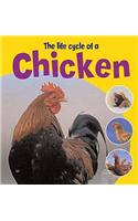 The Life Cycle of A Chicken