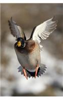 Careful! Low Flying Duck Journal: 150 Page Lined Notebook/Diary