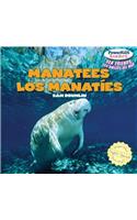 Manatees / Los Manatíes