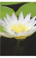 White Lotus Flower on Xiamen Nanputuo Temple Japan Journal: 150 page lined notebook/diary