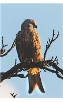 Red Kite Perched in a Tree Journal: 150 Page Lined Notebook/Diary150 Page Lined Notebook/Diary