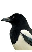 Magpie Bird Notebook & Journal. Productivity Work Planner & Idea Notepad: Brainstorm Thoughts, Self Discovery, To Do List