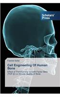 Cell Engineering Of Human Bone