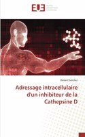 Adressage intracellulaire d'un inhibiteur de la Cathepsine D