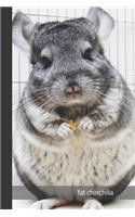 fat chinchilla