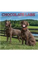 Labrador Retrievers, Chocolate 2019 Square Foil