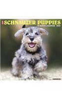 Just Schnauzer Puppies 2020 Wall Calendar (Dog Breed Calendar)