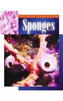 Sponges