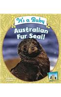 It's a Baby Australian Fur Seal!