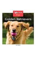 Golden Retrievers