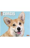 Just Corgis 2018 Box Calendar (Dog Breed Calendar)