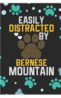 Easily Distracted by Bernese Mountain