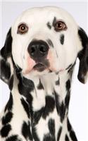 Notebook: Dog Dalmation Puppies Spots Black White