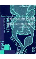 Brain Section Model/Gehirnschnitt-Modell: 2nd Pri