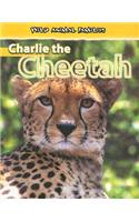 Charlie the Cheetah