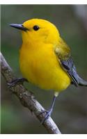 Prothonotary Warbler (Protonotaria Citrea) Bird Journal: 150 page lined notebook/diary