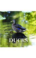 Ducks Calendar 2019