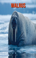 Walrus