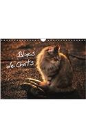 Blues De Chats 2017