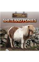 Shetland Ponies