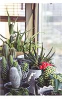 Cacti in Containers Succulent Journal