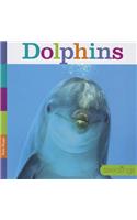 Dolphins