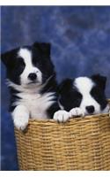 2020 Weekly Planner Two Puppies Basket Dog Photo 134 Pages: 2020 Planners Calendars Organizers Datebooks Appointment Books Agendas