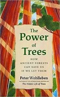 The Power of Trees: How Ancient Forests Can Save Us if We Let Them
