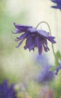 Purple Bloom: Columbine Flower Journal, Notebook, or Diary - Blank Lined, 6 X 9 Inches, 150 Pages