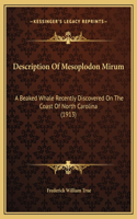 Description Of Mesoplodon Mirum