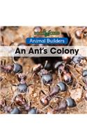 An Ant's Colony