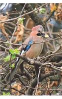 Brown Jay Bird Journal: 150 page lined notebook/diary